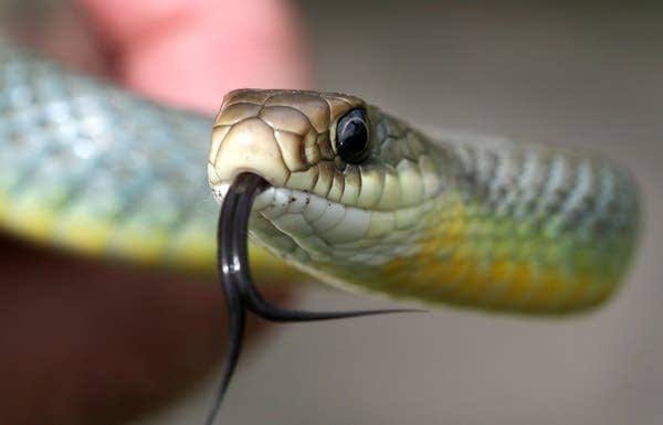 Animal de Poder Serpente ou Cobra