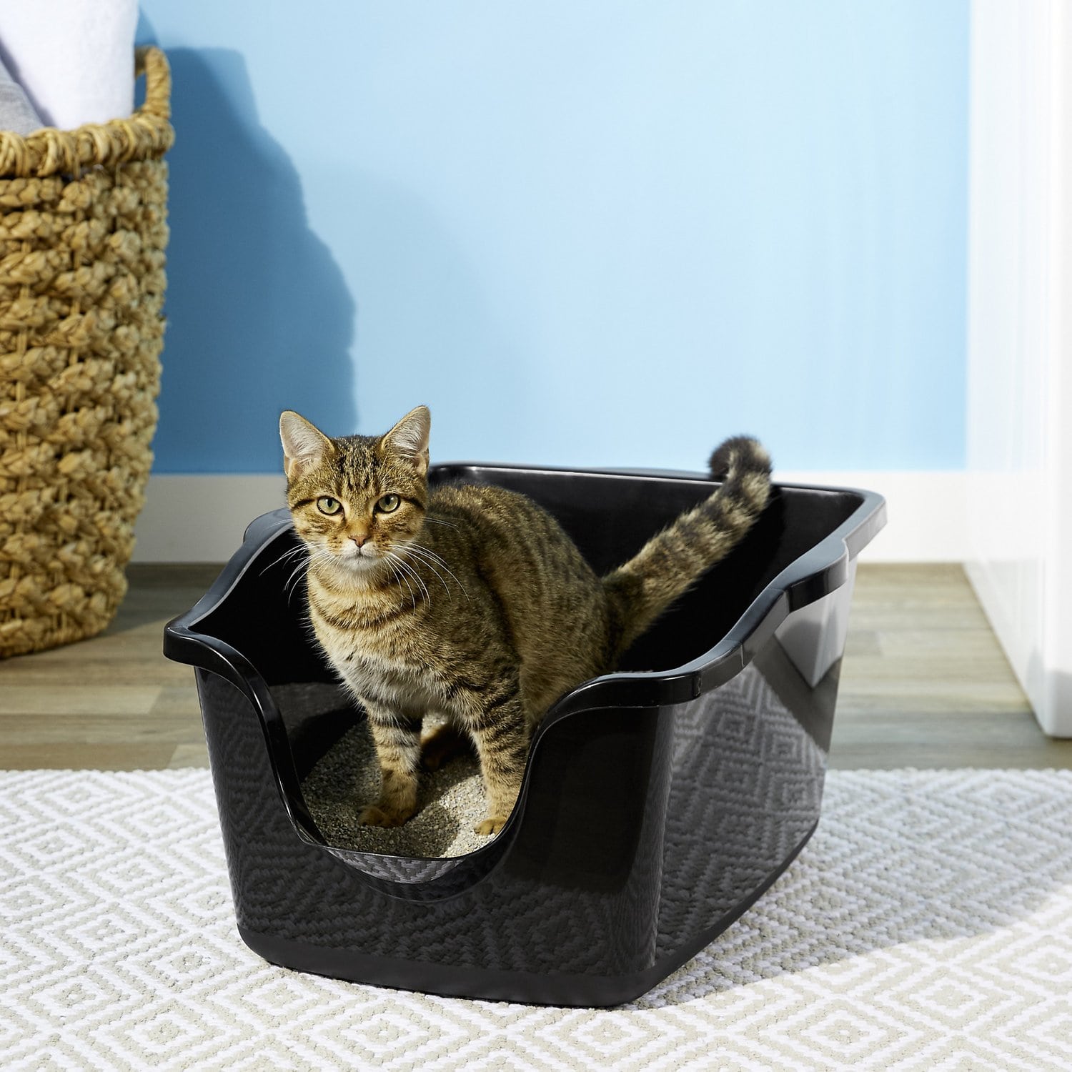 Caixa de areia para gatos – importância e cuidados